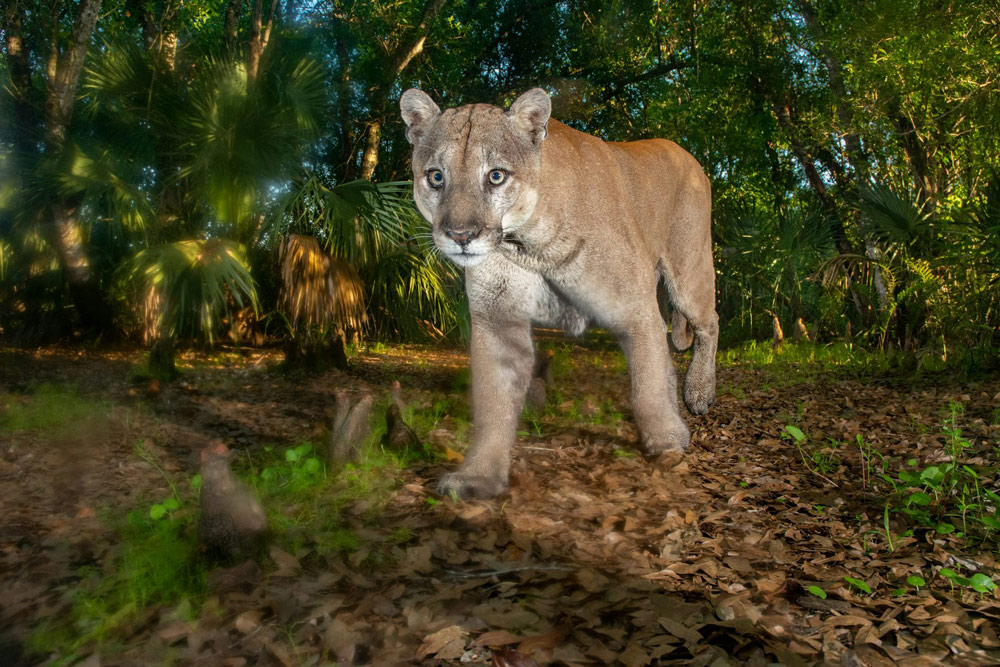 Florida panthers are a federally endangered species.