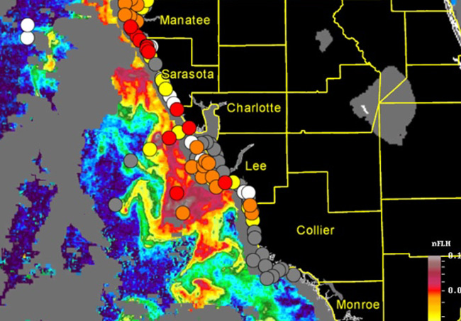 red tide